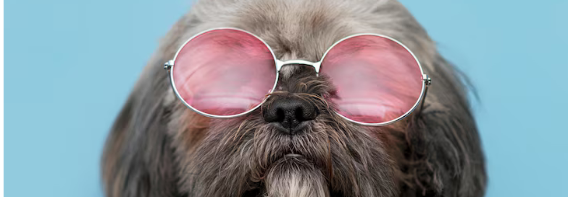 Pawsome Deals — 50% OFF
