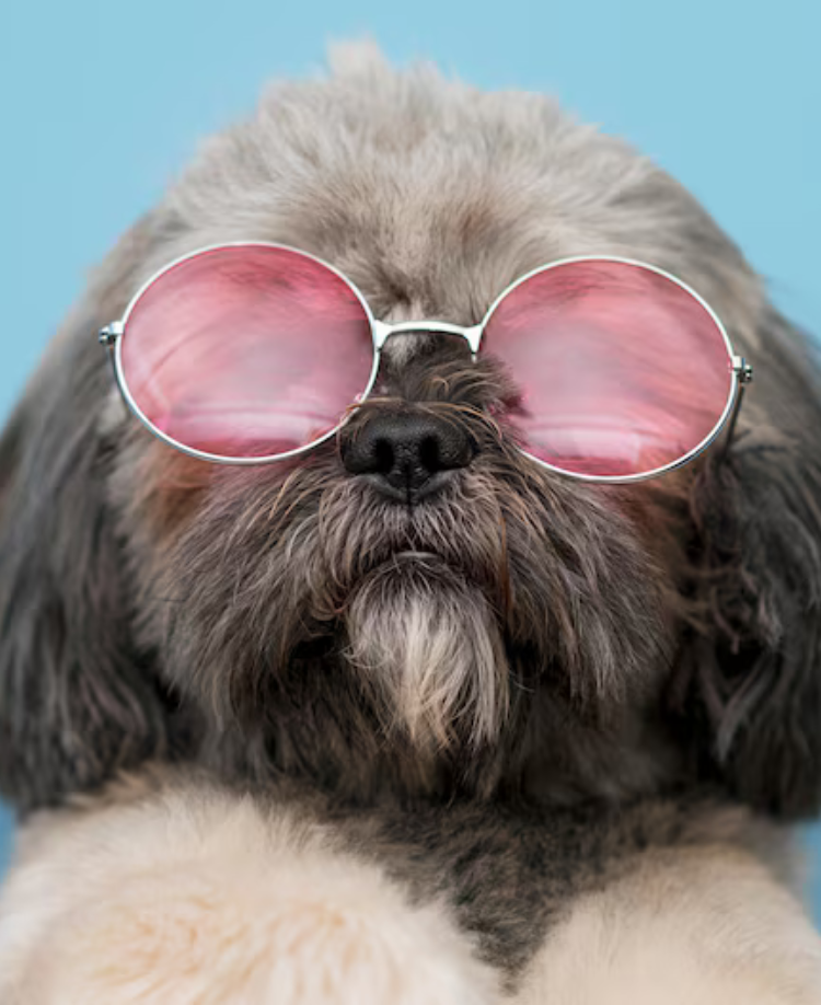 Pawsome Deals — 50% OFF