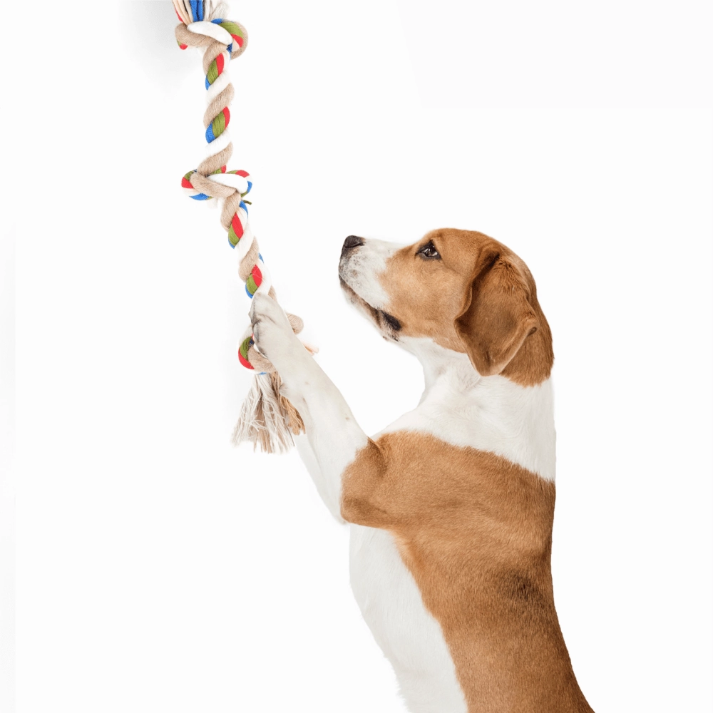 Barkbutler x Fofos Flossy Three Knots Rope Toy For Dogs