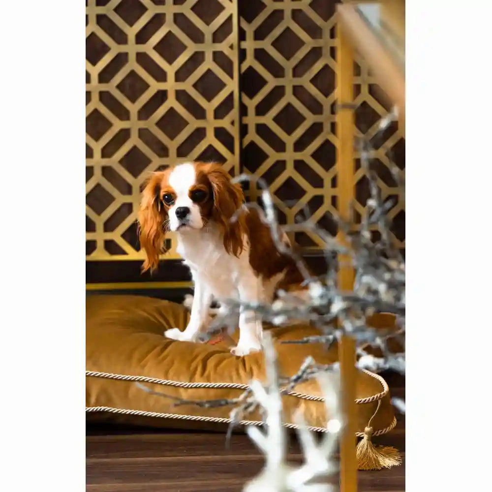 Chloe's Home King & Queen  Bed for Dogs and Cats (Gold)
