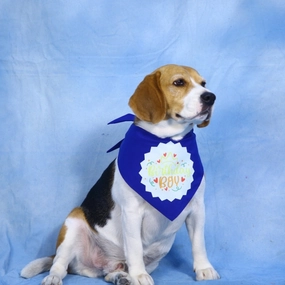 Dogobow Birthday Boy Bandana for Dogs (Blue)