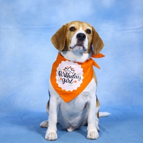 Dogobow Birthday Girl Printed Bandana for Dogs (Orange/White)