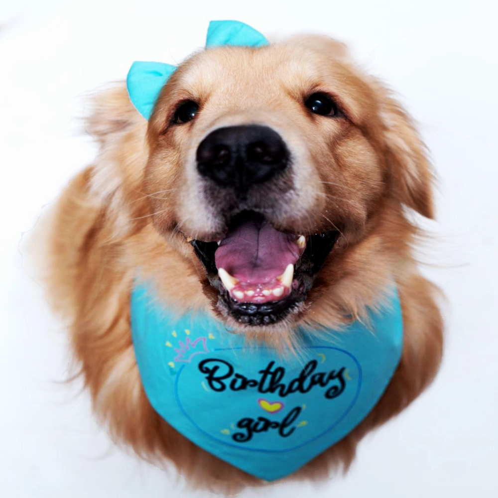 Dogobow Birthday Girl Scarf for Dogs (Teal blue) (Get a Bow Free)