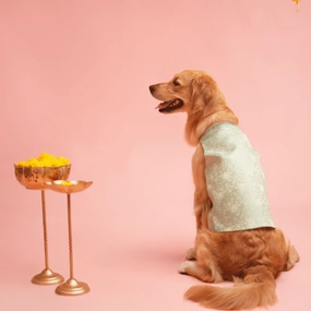 Floof & Co Banarasi Sherwani for Dogs (Mint Green/Gold)