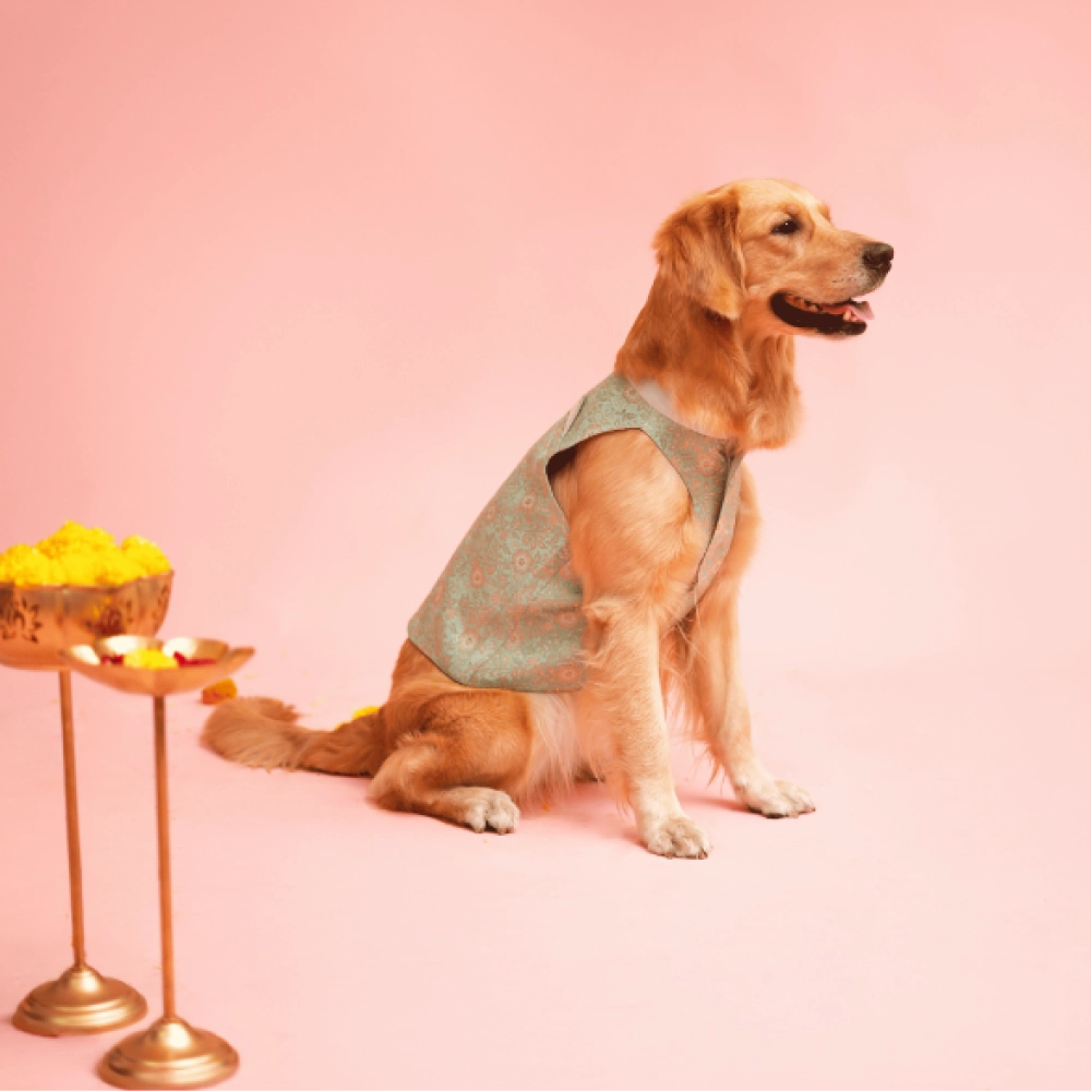 Floof & Co Banarasi Sherwani for Dogs (Mint Green/Gold)