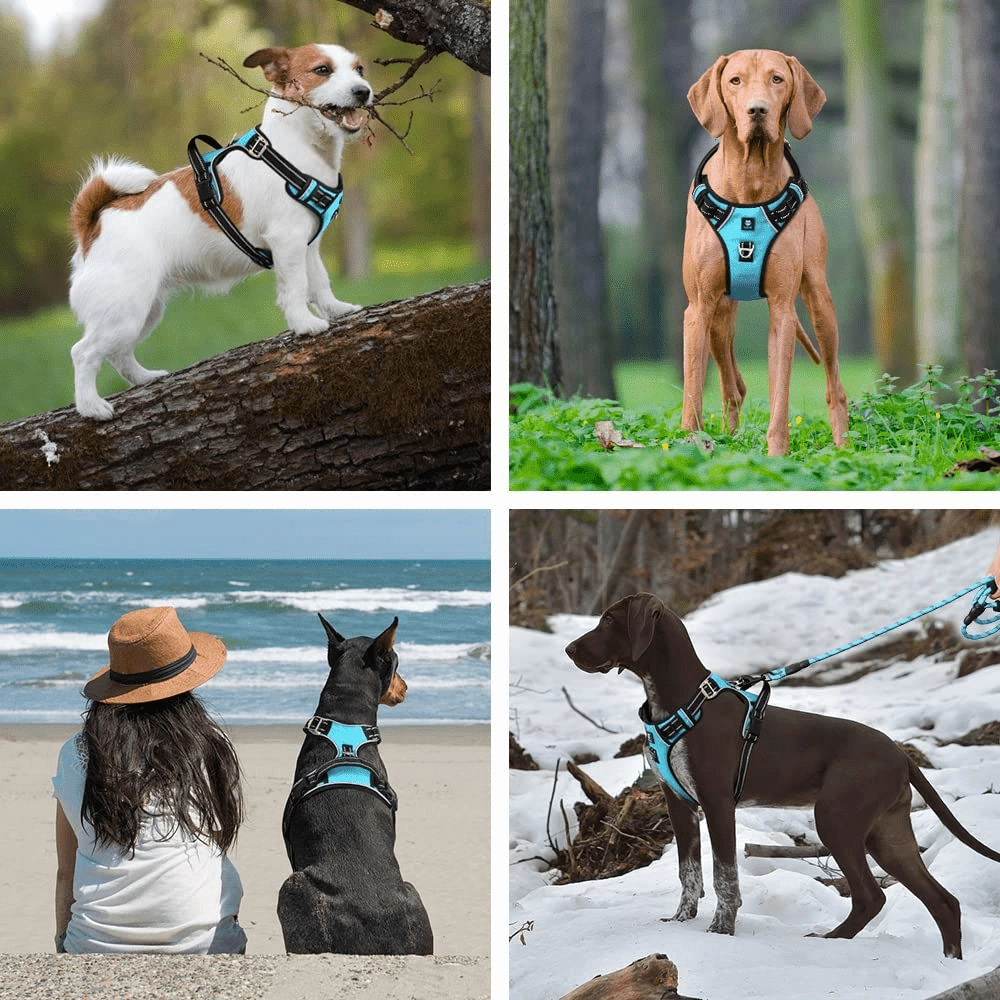 Hank 3M Reflective Harness for Puller Dogs (Cyan Blue)