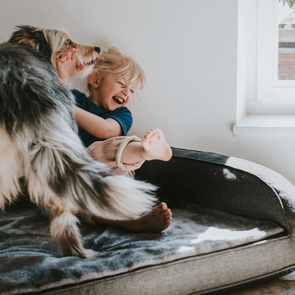Hunter Livingston Orthopedic Sofa for Dogs (Grey)