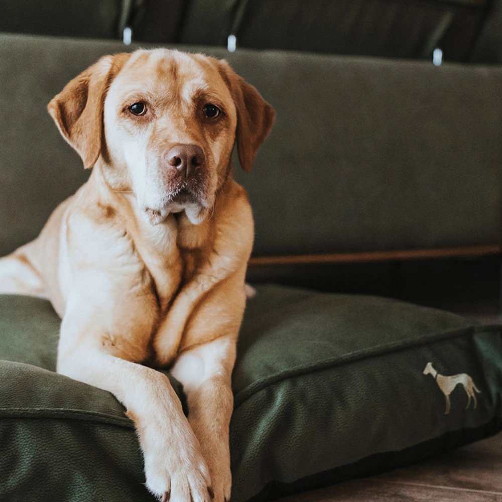 Hunter Orthopedic Merida Cushion for Dogs (Olive)