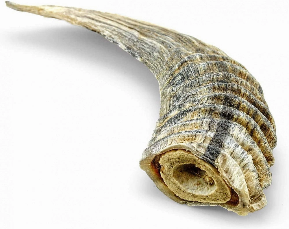 Icelandic  Small Lamb Horn with Marrow Dog Treat