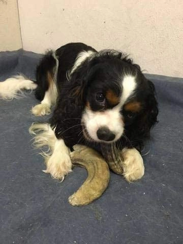 Icelandic  Small Lamb Horn with Marrow Dog Treat