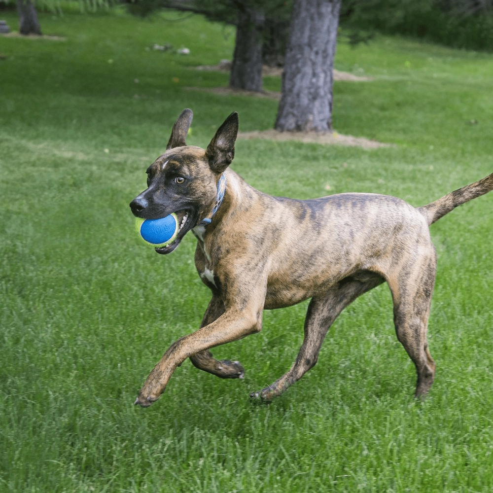 KONG Ultra Squeak Air Ball Toy for Dogs