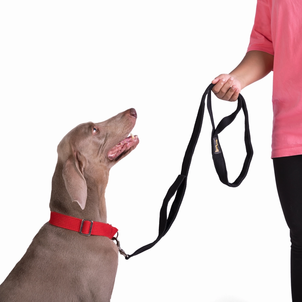 Let's Wag Double Handle Fabric Leash for Dogs (Black)