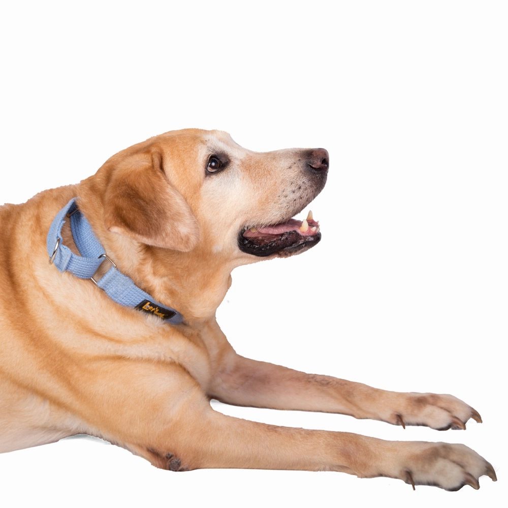 Let's Wag Martingale Fabric Collar for Dogs (Sky Blue)