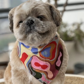 Pawgypets Bandana for Dogs and Cats (Multi Color)