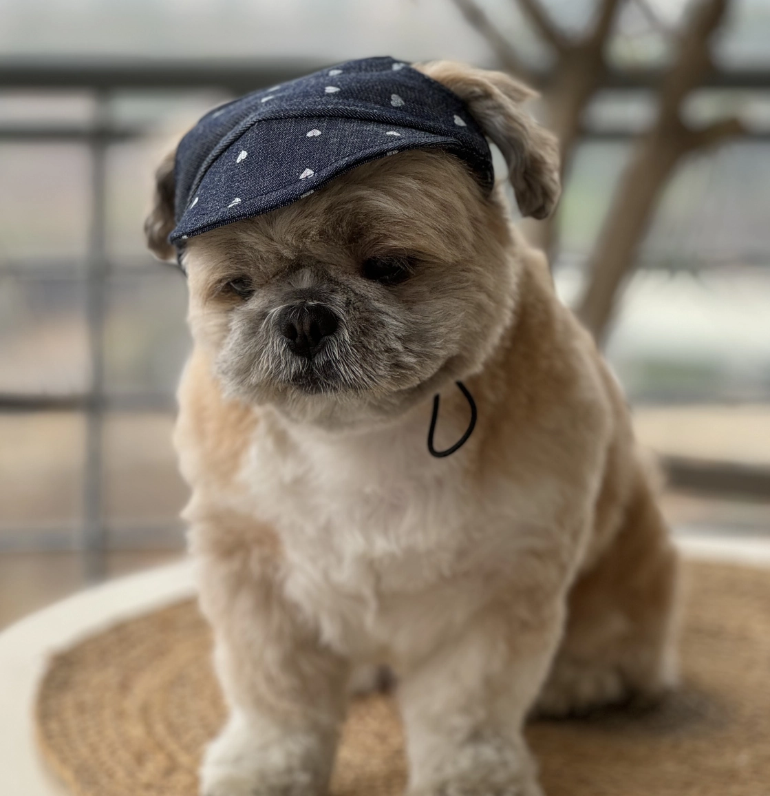 Pawgypets Hearty Cap for Dogs (Denim)