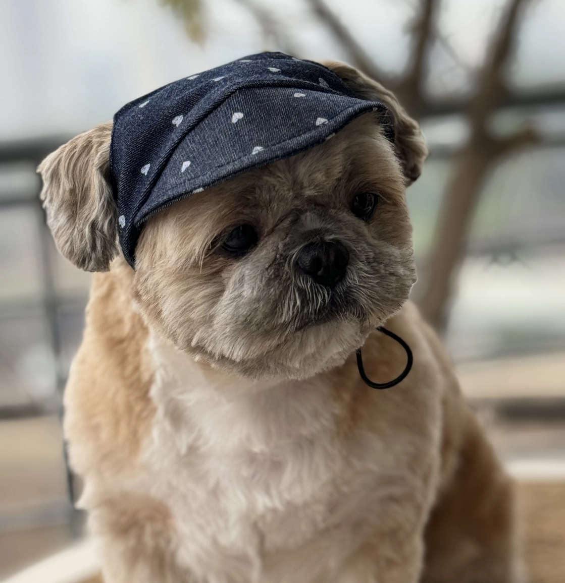 Pawgypets Hearty Cap for Dogs (Denim)