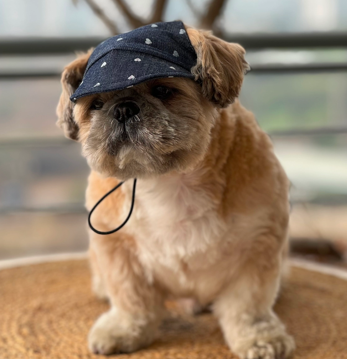 Pawgypets Hearty Cap for Dogs (Denim)