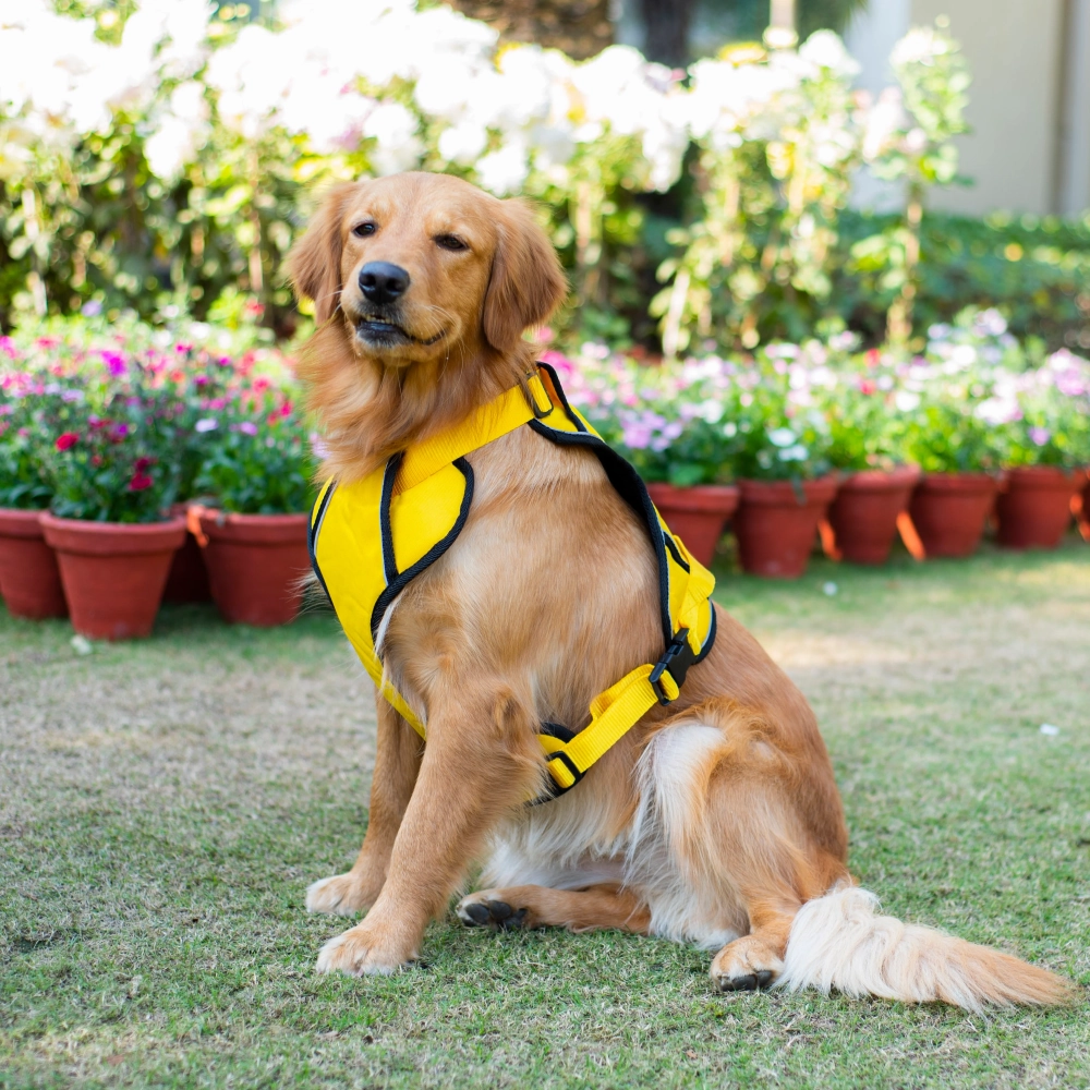 Pawpourri Adjustable Reflective Padded Harness for Dogs (Yellow)