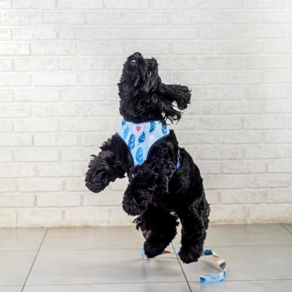 Pet And Parents Stripy Feathers Reversible Harness for Dogs