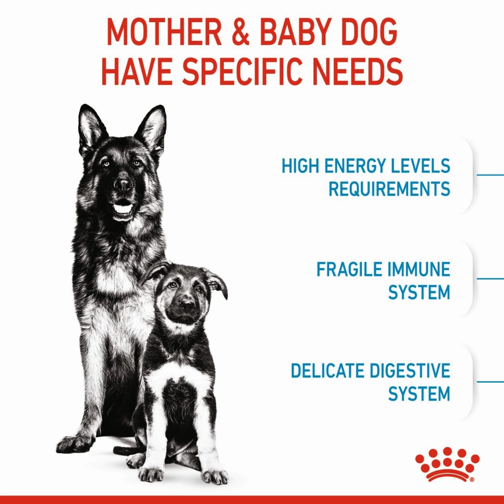 Royal Canin Maxi Starter Dry Dog Food