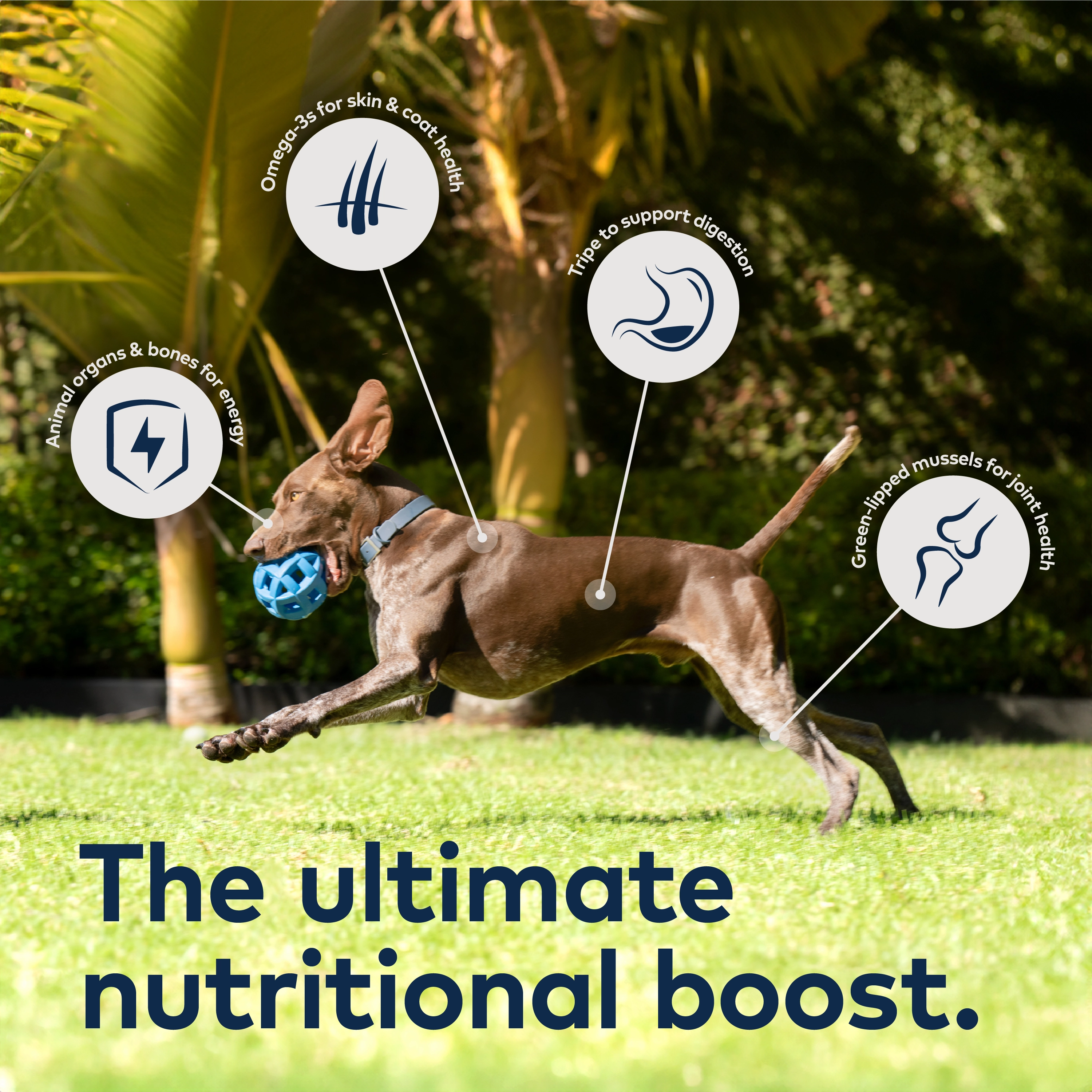 ZIWI Air Dried Beef Dog Food